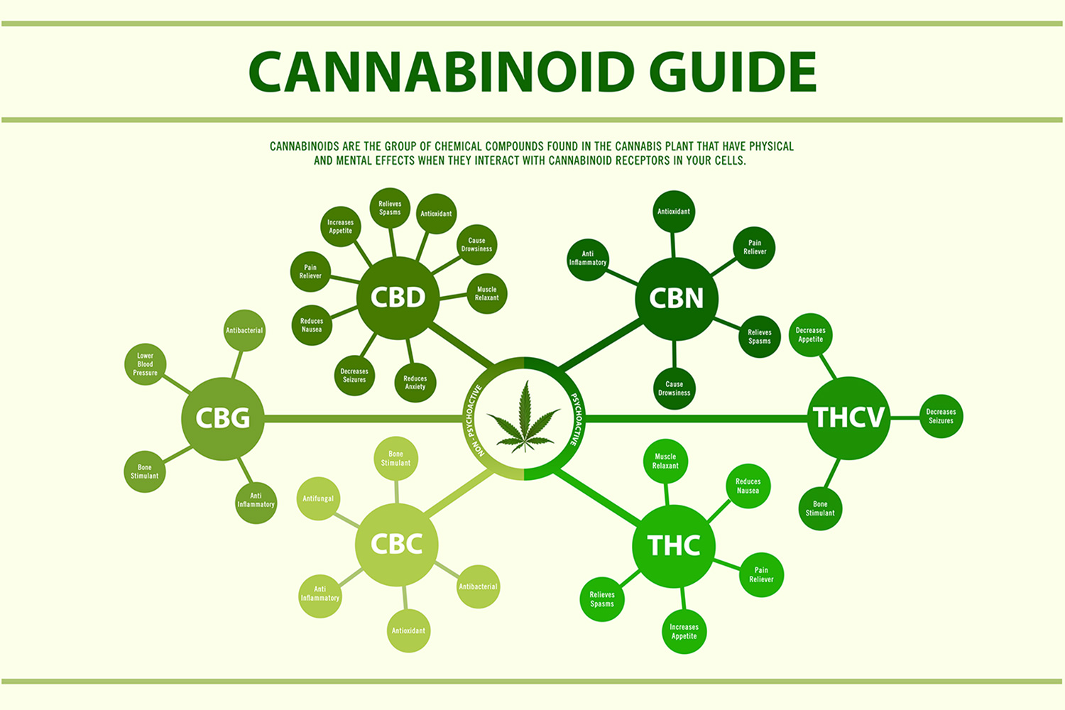educational infographic describing benefits and qualities of various cannabinoids