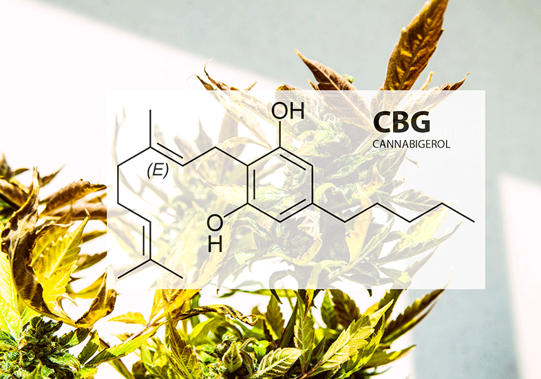 CBG-Cannabigerol-Chemical-Compound-Hemp-Plant-Rare-Cannabinoid-Extraction