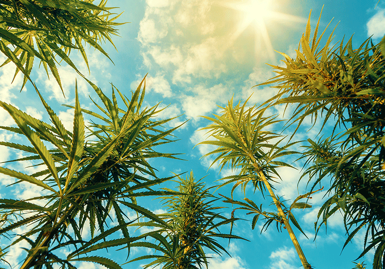 Hawaiian-Choice-CBD-Oil-Hemp-Plants-Cannabis