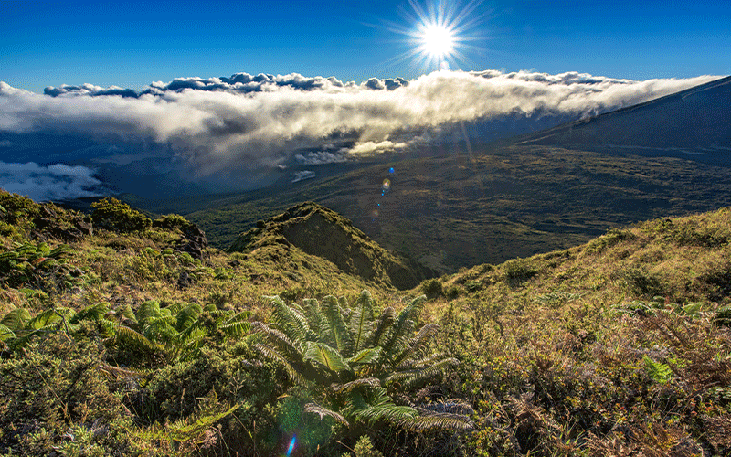 Tropical-Rain-Forest-Sunrise-Over-Haleakala-Volcano-Maui-Hawaii