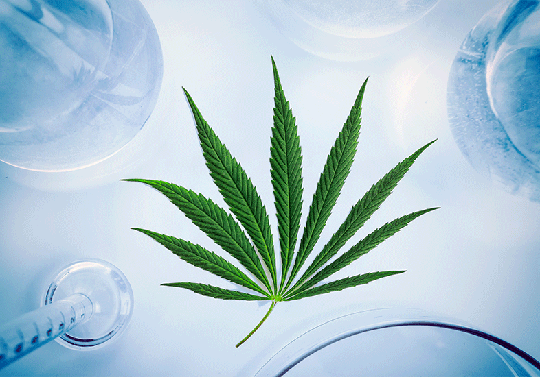 Cannabis hemp leaf floats in water at laboratory being studied for THC and THCV content.