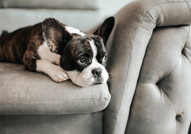 French-bull-dog-on-sofa-looking-cute-CBD-oil-for-pets-information