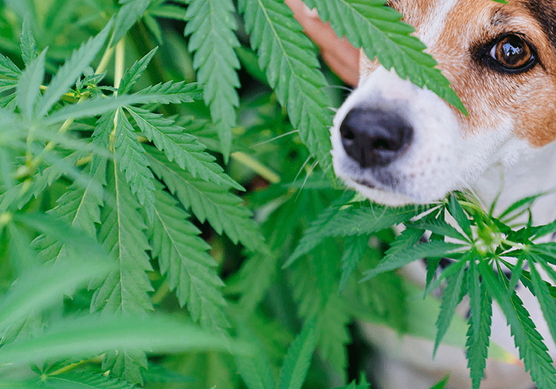 THC for dogs? A cute dog is seen with cannabis plants.
