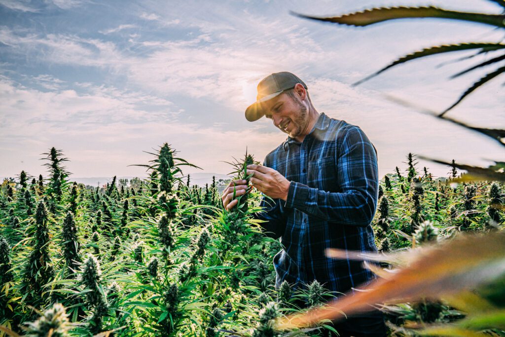 Croptober Cannabis Harvest - Man Harvesting Hemp Cannabis for CBD, THC, rare cannabinoids