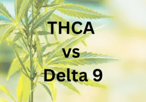 THCA vs Delta 9 THC oil on background of hemp cannabis plant.